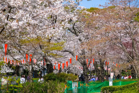 2025年上野桜フェスタの魅力