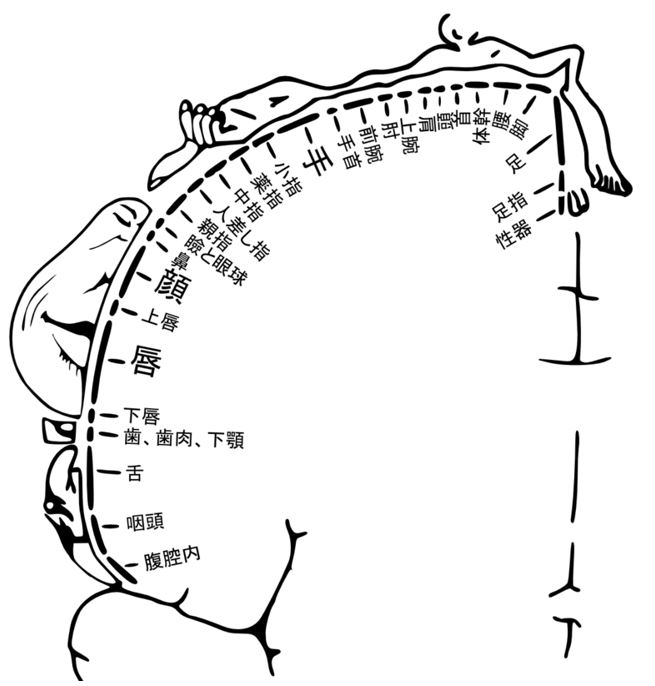 男の性感帯は18か所！愛撫のコツを部位別に教えます【風俗嬢必見】 | シンデレラグループ公式サイト