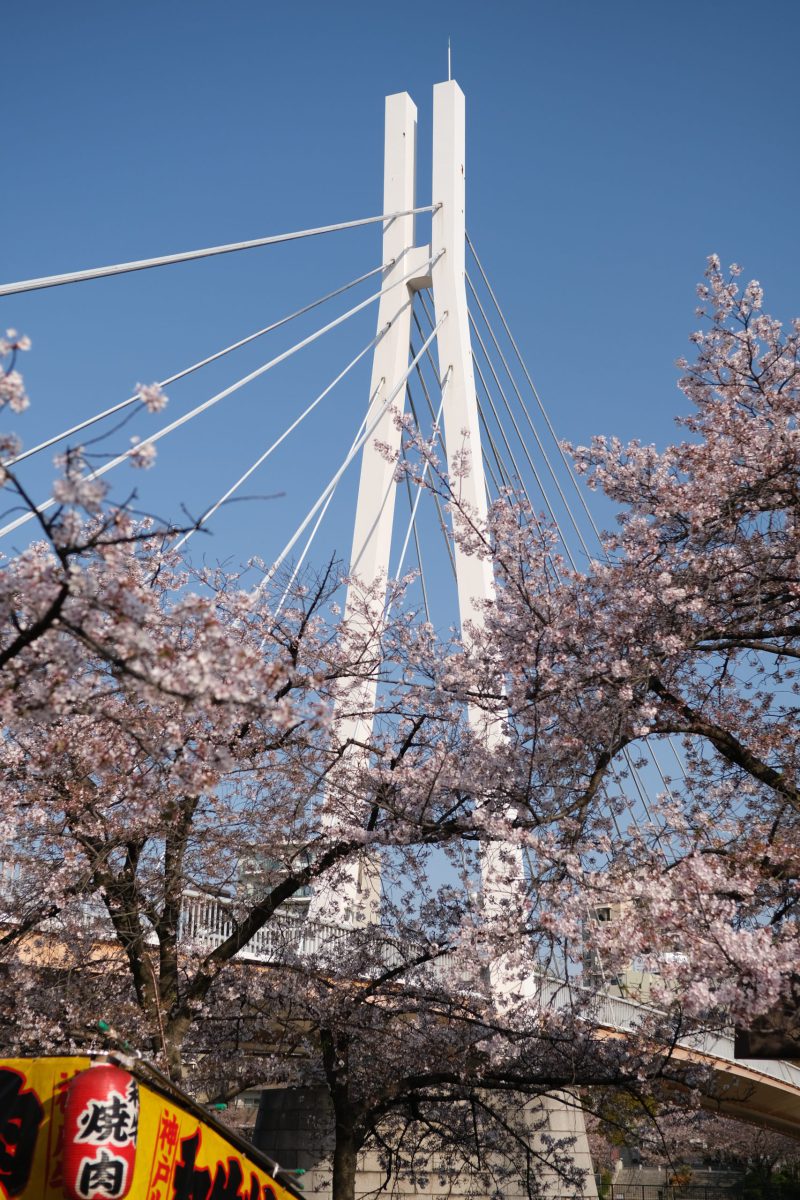 明治から令和へ。大阪・造幣局「桜の通り抜け」今昔物語