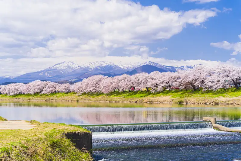 HIS、国内春の絶景ランキング、1位は函館・五稜郭公園の桜観光産業 最新情報 トラベルビジョン