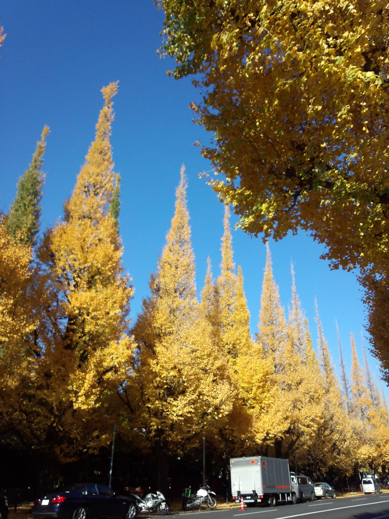 明治神宮外苑の桜開花・満開 天気情報 2025