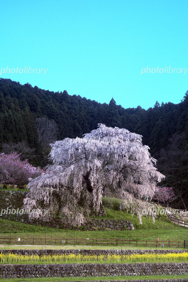 2024年開花情報》山梨なら桃も桜も楽しめる！お花見スポット／富士の国やまなし観光ネット 山梨県公式観光情報