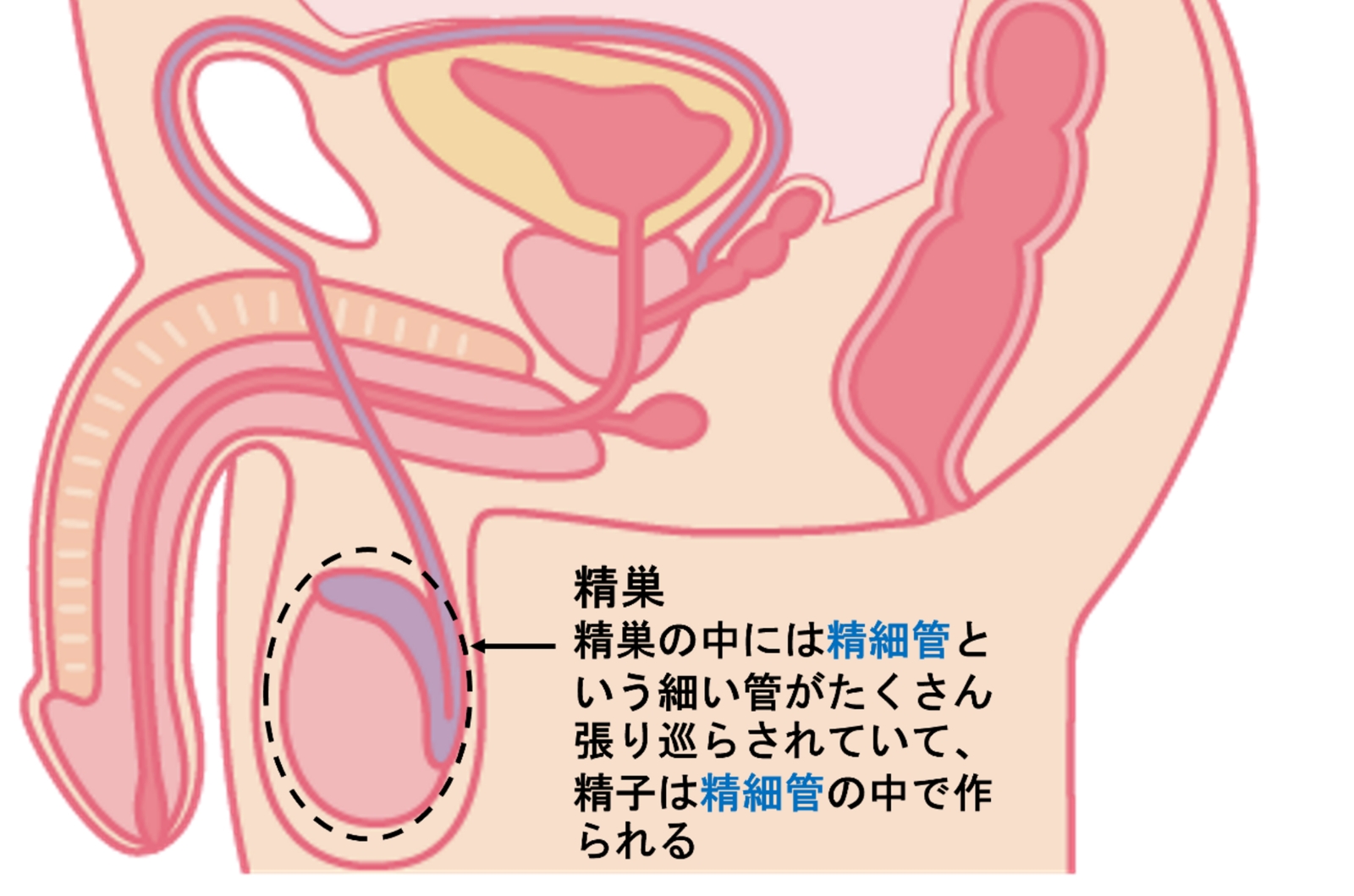 性交頻度と妊娠 |よくあるご質問|徐クリニック