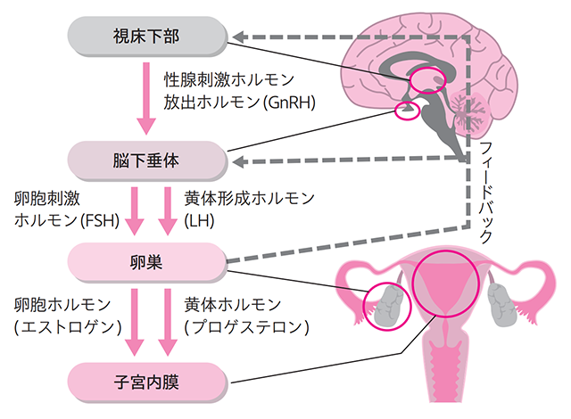 生理こない！妊娠？生理不順？考えられる原因や対処法を紹介 - 三軒茶屋ウィメンズクリニック