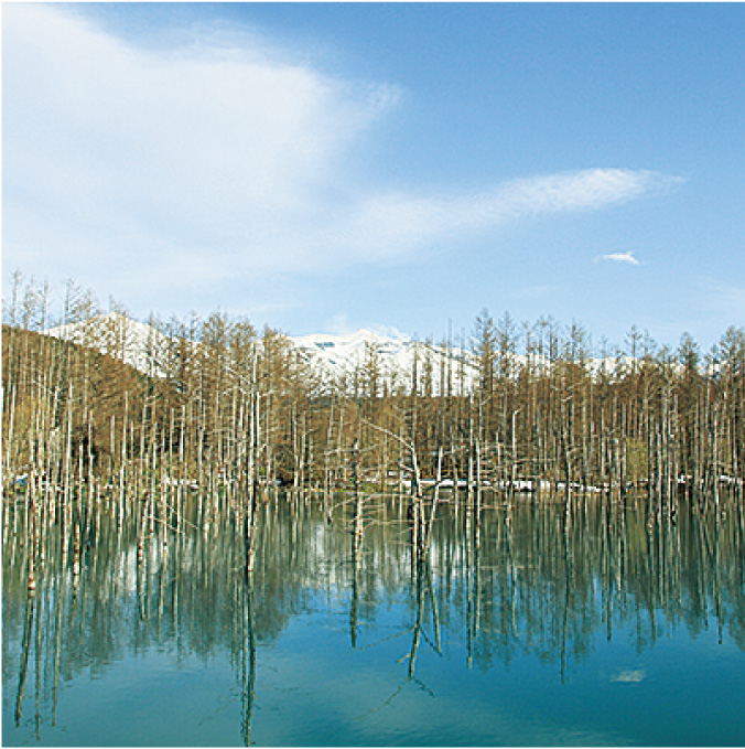 意外と知らない、美瑛・青い池の秘密。季節や時間で変化する青の魅力とアクセスなどの基本情報札幌観光バス