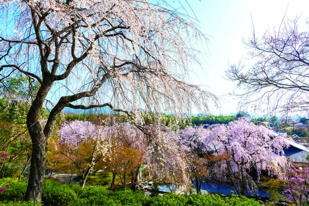 京都・嵐山で桜を愛でる舟遊びに絶景テラス。一度は行きたい「星のや京都」の優雅なお花見カルチャーELLEエル デジタル
