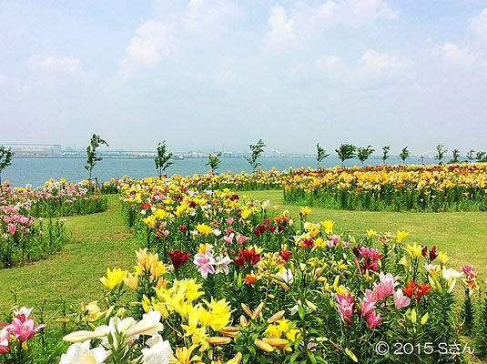 舞洲シーサイドパークのネモフィラ祭り🌸桜と青い花の絶景を楽しむ