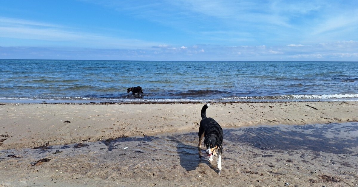 晴れた日に海のデンマークの海岸のビーチで水に大きな石Premium写真