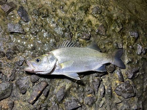 箱島神社 糸島市の風光明媚な箱島 はこしま に鎮座する箱島神社。