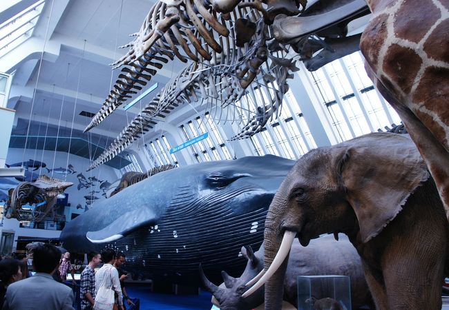 ロンドン自然史博物館 おすすめの見どころとアクセス道草旅行社