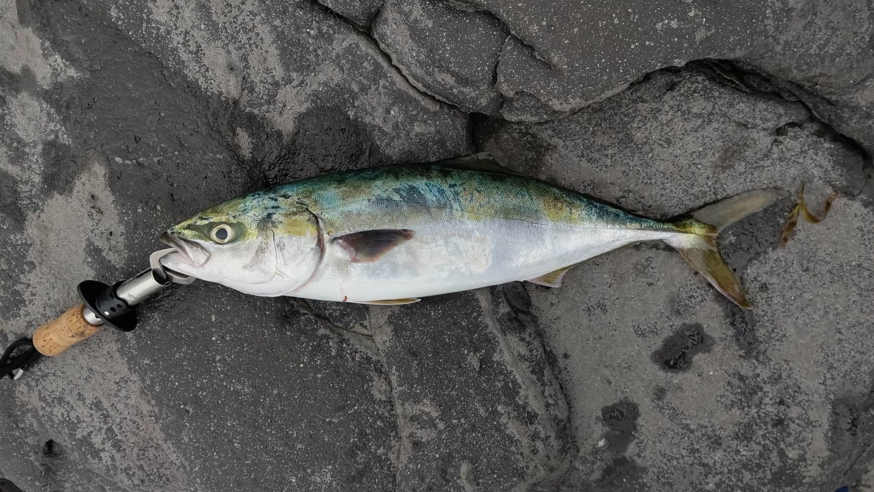 イシグロ伊東店 夏の青物!一発大物を狙うなら南伊豆沖磯へ!イシグロ伊東店釣具のイシグロ釣り情報サイト