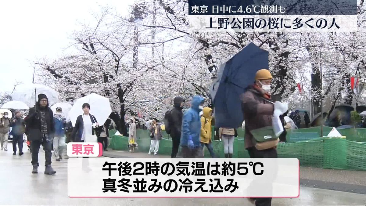 上野 不忍池の桜花見特集2025