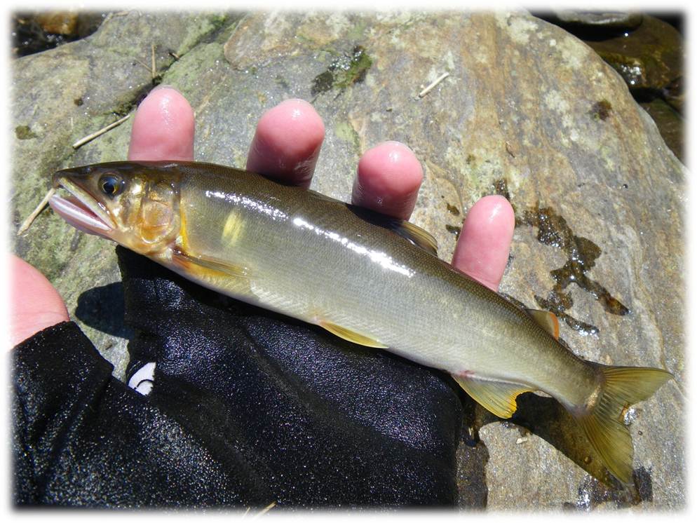 オススメ鮎釣り河川紹介！友釣り初心者に最適 滋賀県・安曇川TSURINEWS