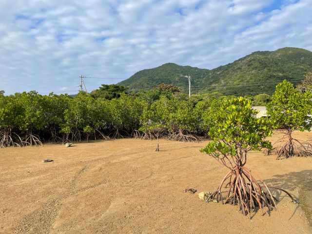 石垣島市街地から約30分 マングローブ＆サンゴ礁カヤック 送迎あり：レンタカー集合割引あり