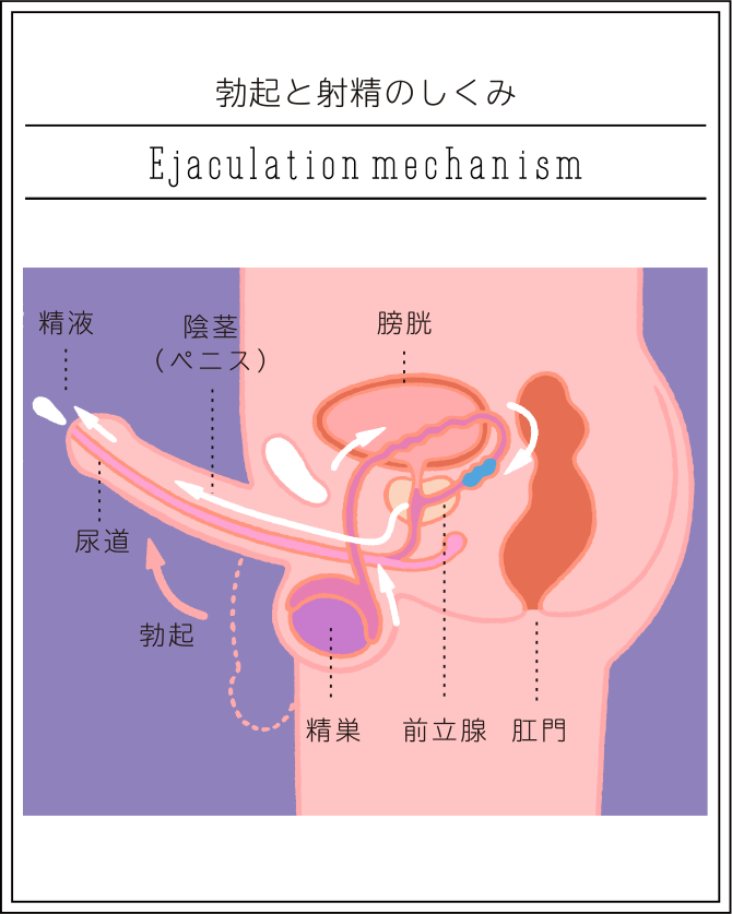 熱海秘宝館】真剣交際になったらセックスのお話ができるデート場所に行ってみて◇成婚後に悩まない為には｜愛知県豊田市の結婚相談所 『サチ活』西三河で婚活するなら