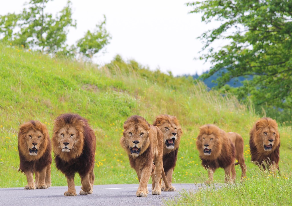 ケニアでサファリツアー体験！アフリカ屈指のサバンナ王国を楽しもう