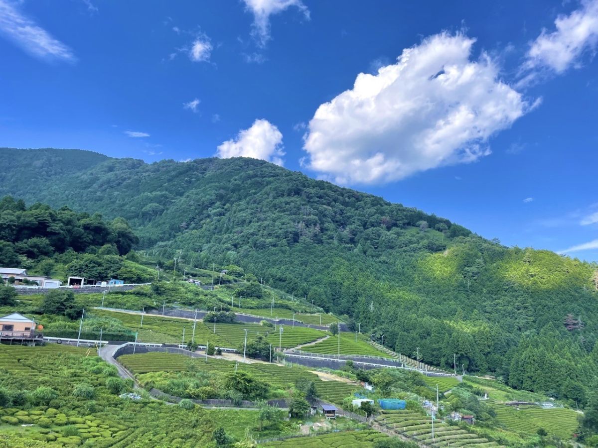 岐阜県のマチュピチュ！？ 天空の茶畑で撮影デートしてきた。 日本一周No.87 岐阜県⑦-