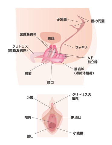 ルーインドオーガズムとは？やり方のコツや危険性について解説｜風じゃマガジン