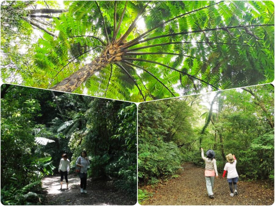 奄美大島・徳之島ツアー４日間ー２日目、金作原原生林・大浜海浜公園・黒潮マングローブ林 奄美大島 ー』奄美大島