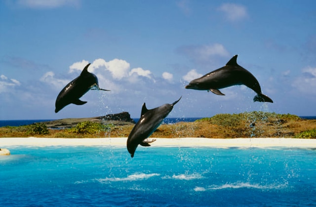 野生のイルカと泳ぐ♪ ドルフィン・スイム・ツアーアロハ・コナ・ツアーズトラベルドンキーハワイ島・ハワイ