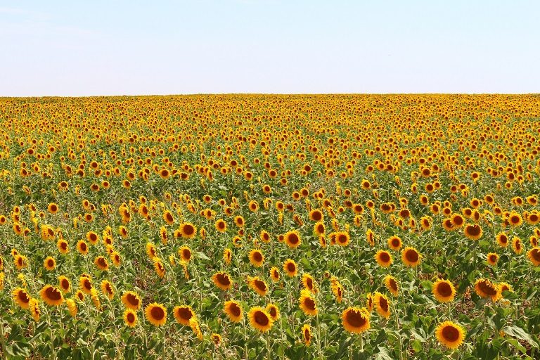 スペイン アンダルシア地方のひまわり畑添乗奮闘記