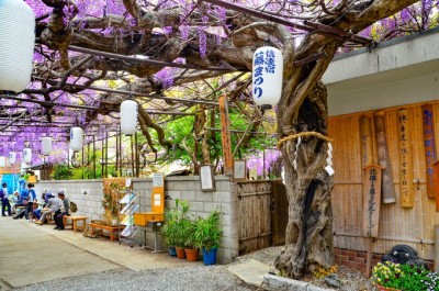 大阪市 ｢のだふじ｣大阪発 moeのお出かけ日記