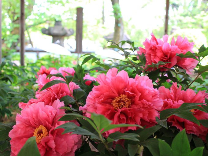 紅梅も咲き華やかな「上野東照宮ぼたん苑 冬ぼたん」レビュー oto- エキスパート