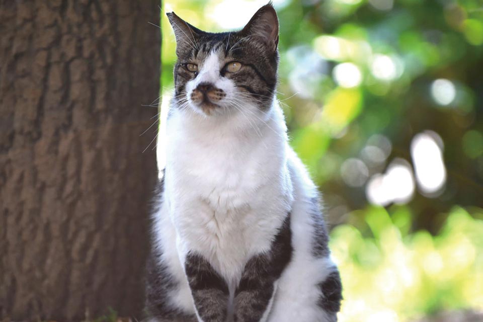 地域振興の担当者必見！猫島の事例から学ぶ「観光客が安心して使えるトイレ」ニシム電子工業の製品・サービスサイトニシム電子工業株式会社