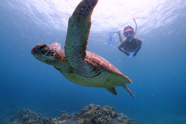 石垣島 一番綺麗なサンゴ礁の景色が見たい人必見！おすすめエリア5選とサンゴの生態を解説
