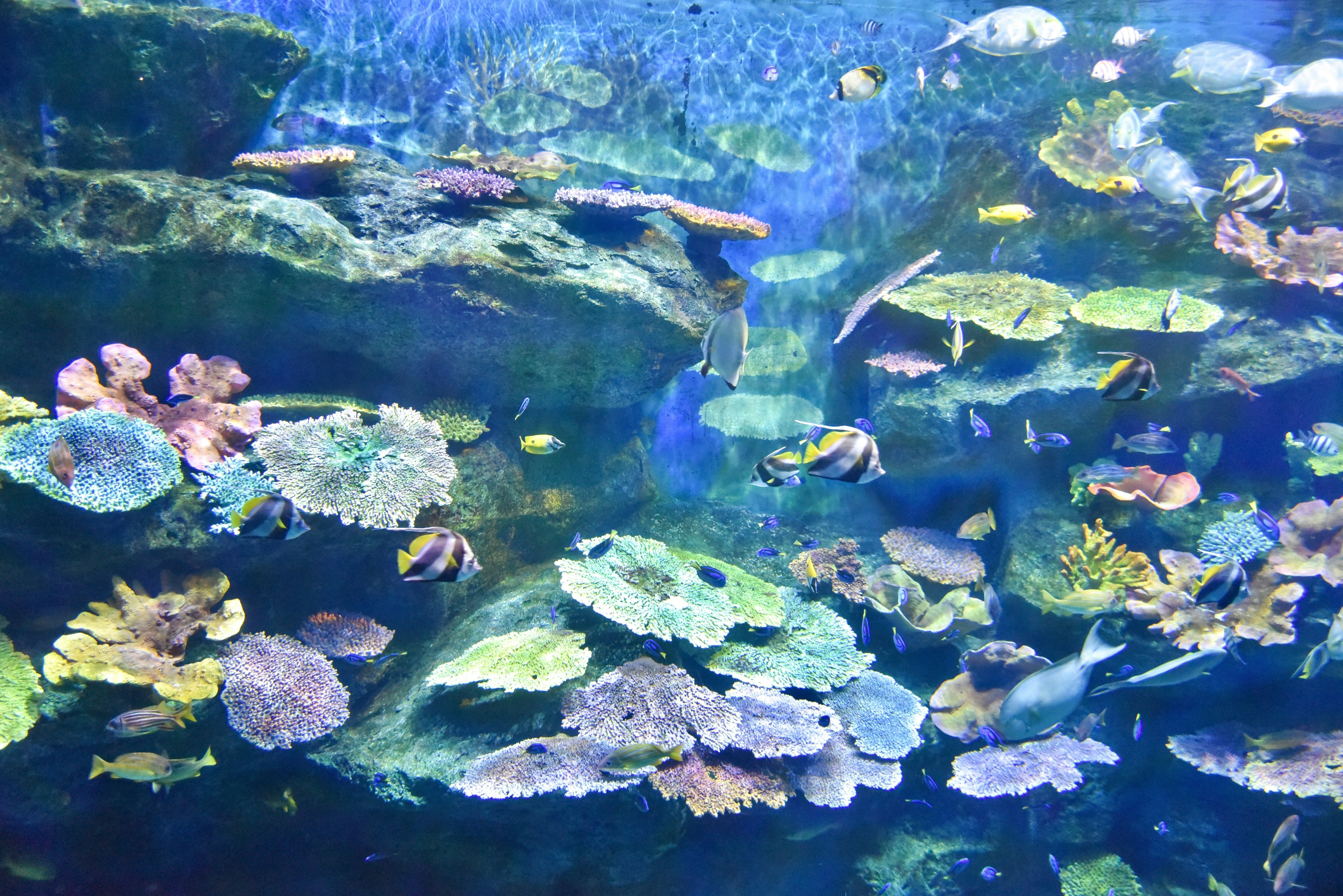 バンコク子連れ観光 サイアムパラゴンのシーライフバンコクオーシャンワールドが最強‼