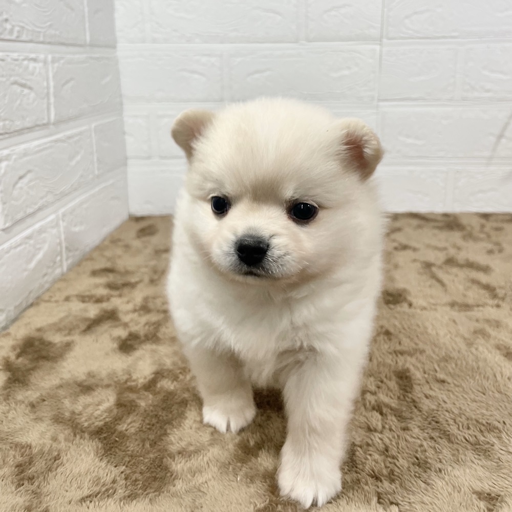 パンのふるさと納税 カテゴリ・ランキング・一覧【ふるさとチョイス】