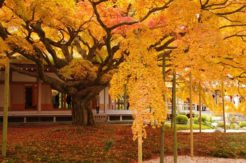 🍁🍂 雷山千如寺の紅葉状況＆バスのご案内です。 雷山千如寺大悲王院 糸島市雷山626 の境内には、福岡県の天然記念物にも指定される樹齢約400年の大カエデがあり、11月の紅葉時期には真っ赤に色づきます。2024年の紅葉の見ごろは、11月中旬前後が予測されます。