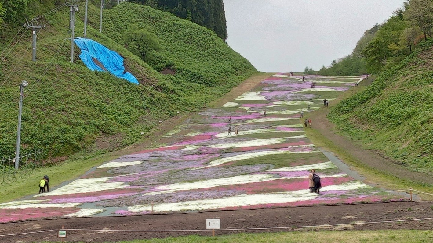 奥入瀬渓流温泉スキー場の芝桜 | 青森県十和田市焼山地区【8K