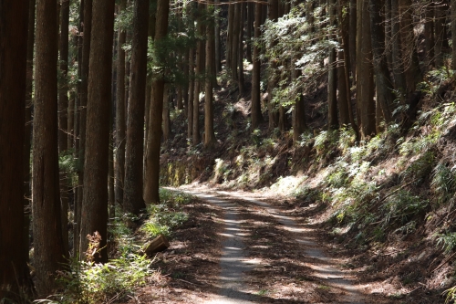 桐生川源流部根本沢 釣行記 2020-9-7Kiryu City