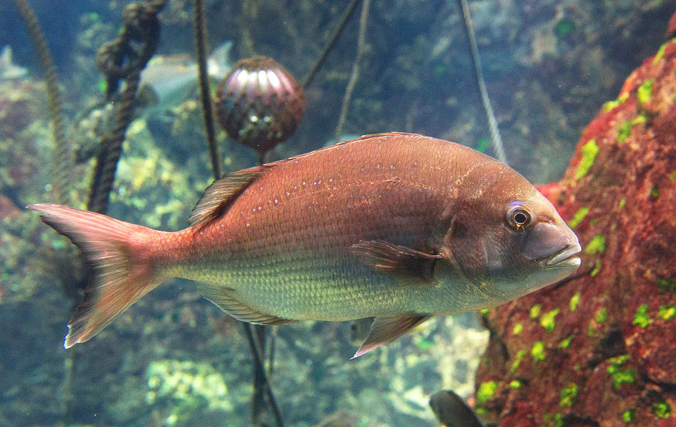 レストラン 世界クラスの水中レストラン8 23プーケットにオープン公式 タイ国政府観光庁