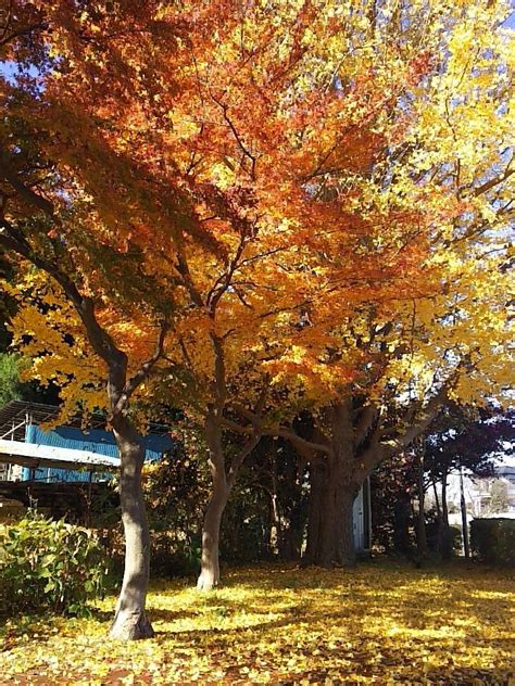 あしかがフラワーパーク～鬼怒川温泉～日光東照宮』鬼怒川温泉(栃木県)の旅行記・ブログ by チャミーさん【フォートラベル】