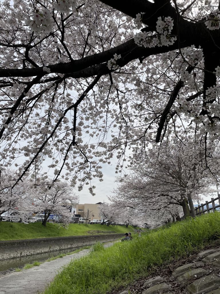 大和高田市 高田市民の大好きな、『高田千本桜』の自粛が発表されました。号外NET 大和高田市・橿原市