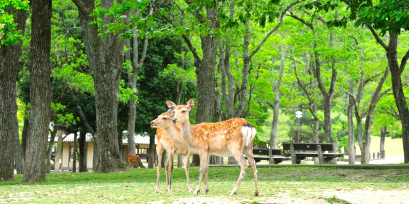 保存版 奈良公園の観光ガイド東大寺大仏に興福寺！世界遺産の見どころ紹介旅狼どっとこむ