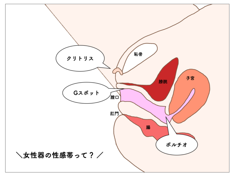 中イキの練習はディルドで!コツや方法・おすすめディルドを紹介 | 大人のデパート エムズ