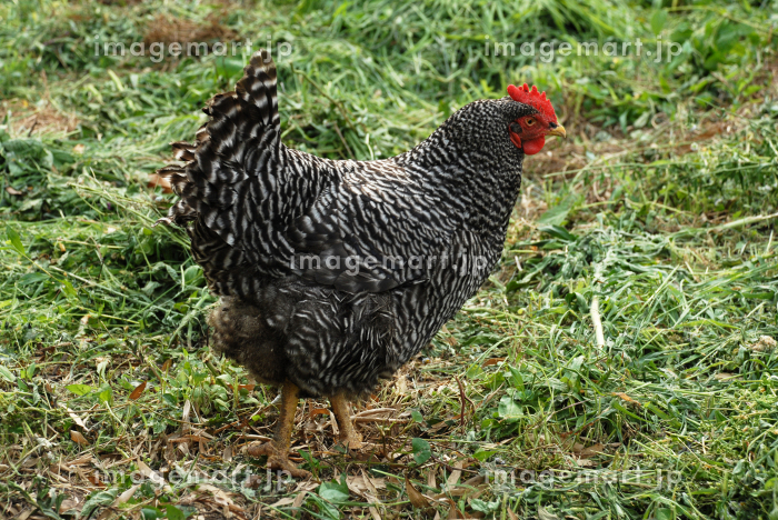 渚おうはん 珍しい横斑プリマスロックの卵オークリッチ