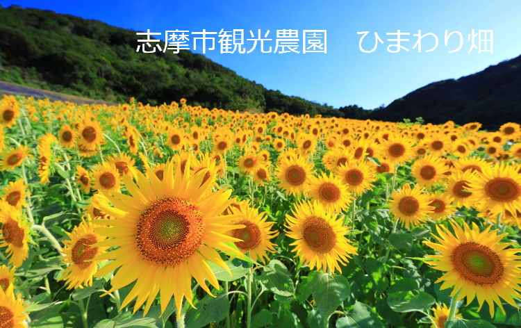 志摩市観光農園ベビートラベル