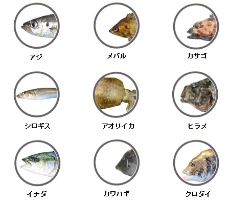 神奈川県・葉山沖のマルイカ、浅場で絶好釣！竿頭80杯！！釣りビジョン マガジン釣りビジョン