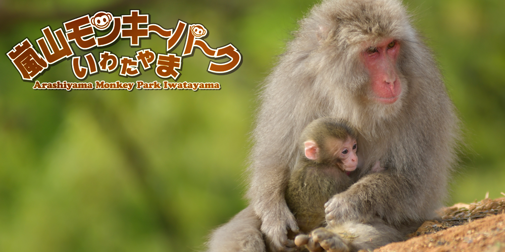 京都嵐山モンキーパークいわたやま周辺観光京都・嵐山 観光×駅チカ JR・トロッコ ホテルビナリオ嵯峨嵐山