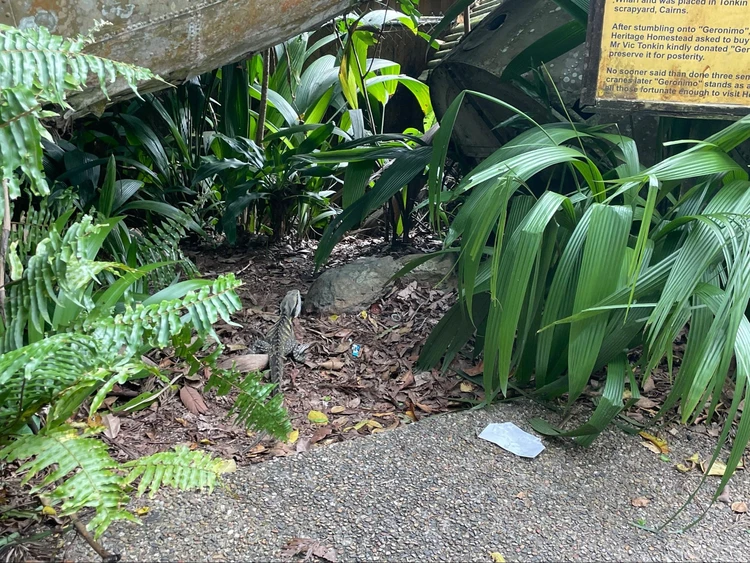 オーストラリア・ケアンズで壮大な大自然に出会う！2つの世界遺産とシティを巡る5日間の旅tabimuse