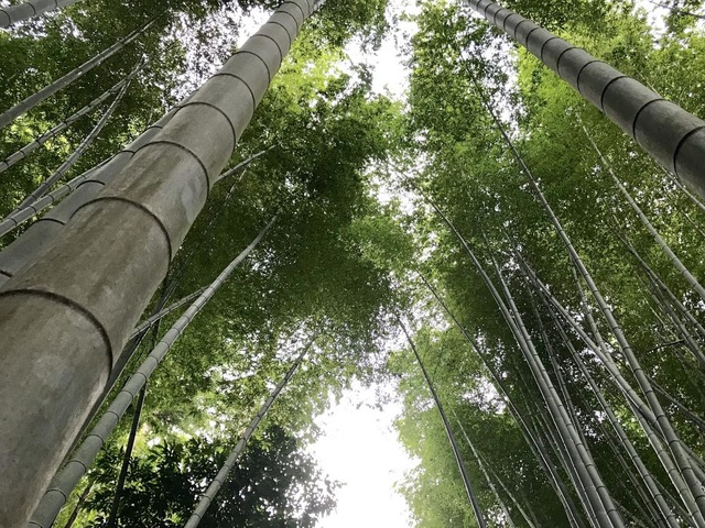 続・冬の小旅行2023－尾鷲土井竹林・伏線回収の旅② : しない・させない・させられない