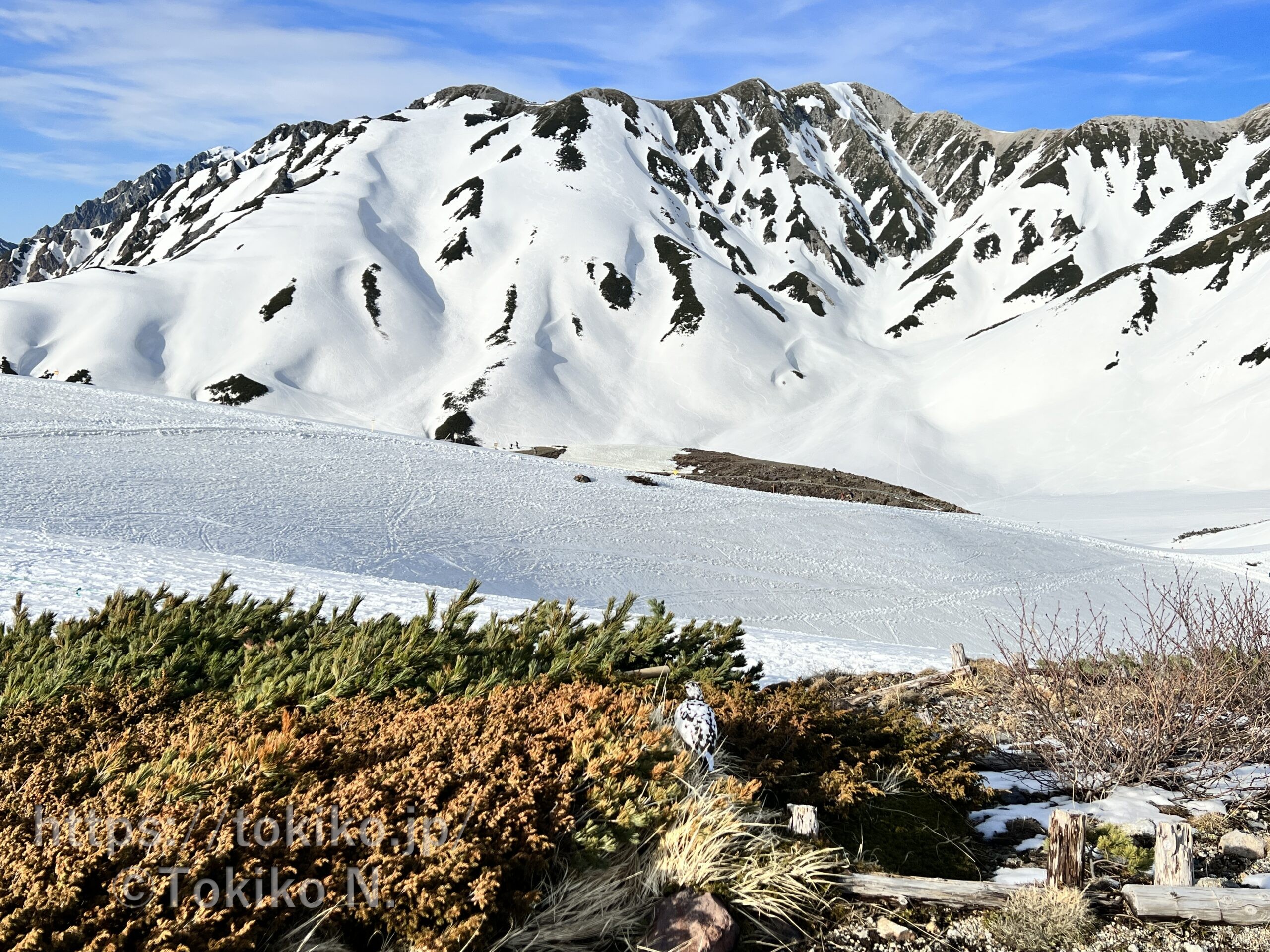 アルペンルート旅行記 トロッコ列車、立山室堂山荘 雷鳥との出会い！ オークスカナルパークホテル富山』宇奈月・黒部峡谷