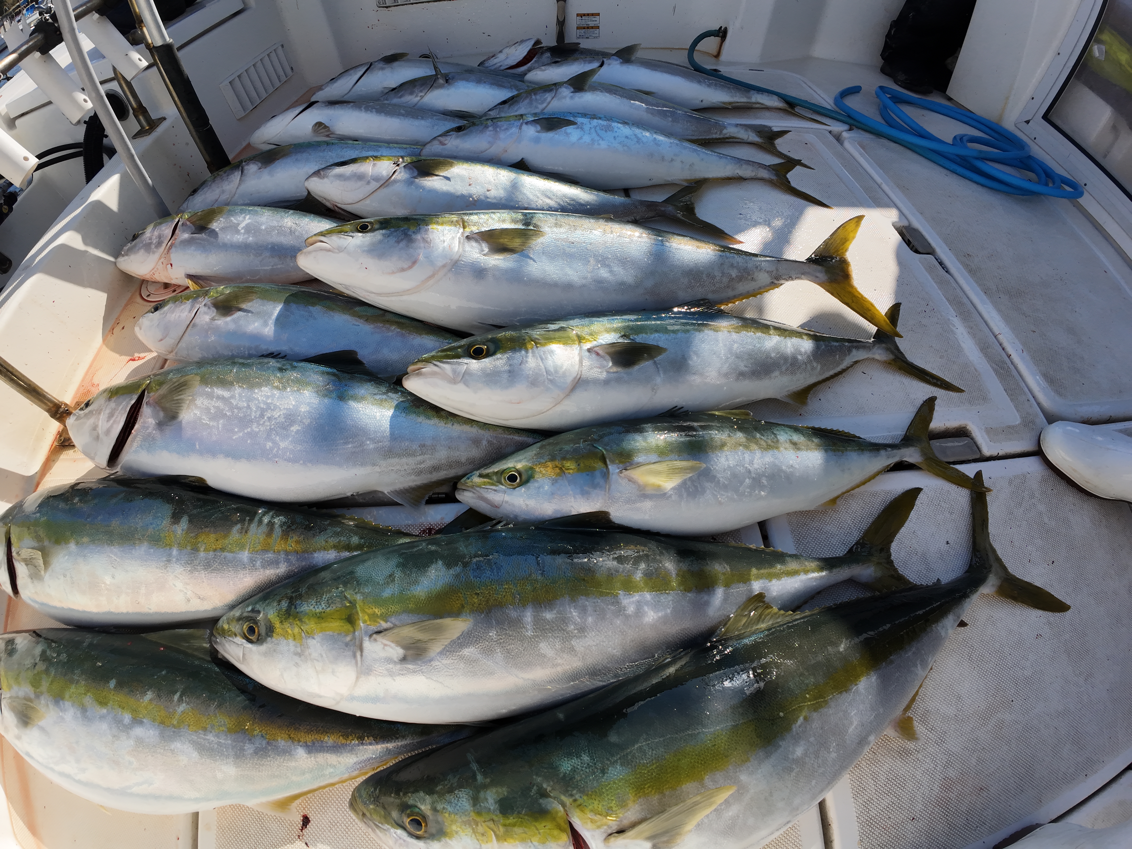 姫島漁港 釣り場案内人サトシ！釣り場案内人サトシ