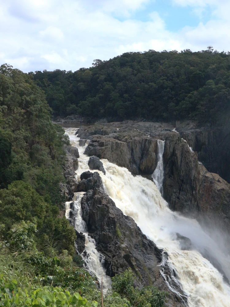 ケアンズ 山の世界遺産へレッツ ゴー！タラッタッタッタッ
