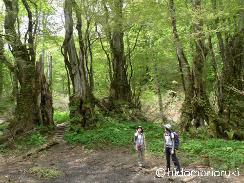 天⽣ あもう 湿原と原⽣林ウォーキングツアー＜6～10月