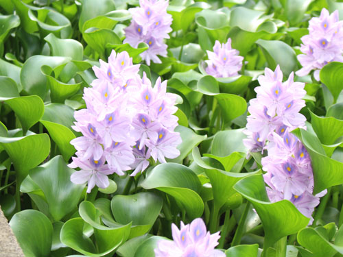 氷川つり堀公園: 行け！ いけ！